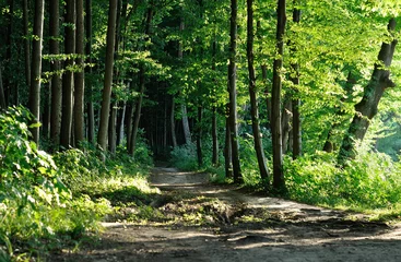 Kussenhoes pad in het bos © tarasylo