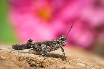 grasshopper