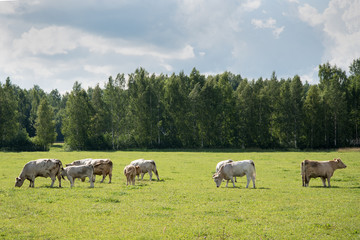 Cows in meadow.