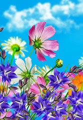 Obrazy na Szkle  daisy flowers on blue sky background