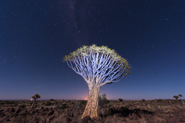 Quiver Tree Forest - Nambia