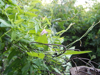 Вьющееся растение