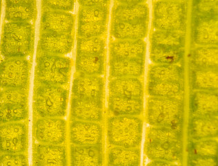 Stomata in the plant leaf