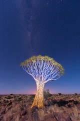 Quiver Tree Forest - Nambia
