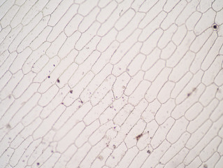 Fototapeta premium Real photo of plant cells