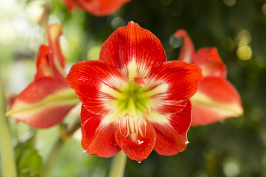 Fototapeta amaryllis hippeastrum,    big red lily