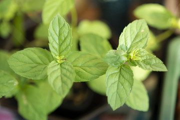 mint leaves