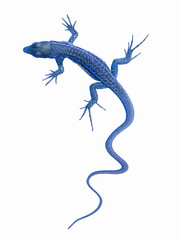 Lucertola blu