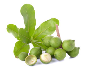 fresh macadamia nut on white background