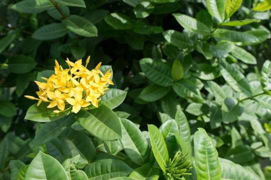 Rauvolfia serpentine yellow