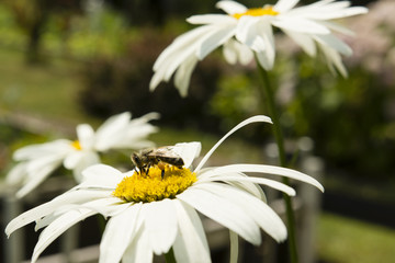 Obraz premium daisy flower and bee