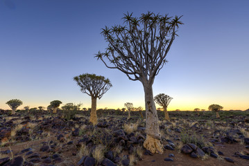 Fototapeta na wymiar Quiver Tree Forest - Nambia