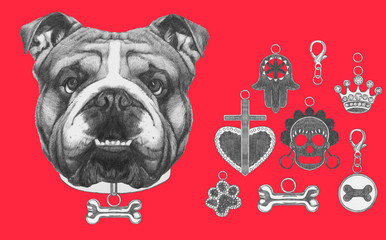 Original drawing of English Bulldog with collar. Isolated on white background.