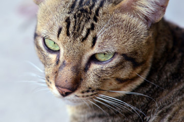 Close-up view of cat's eye (Selective focus - Animal lover background)