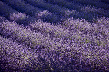 Fototapeta na wymiar Lavender field and ray of light. Provence, France