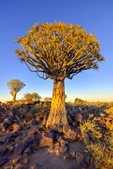 Quiver Tree Forest - Nambia