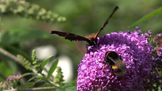 Butterfly European Peacock and bumble bee on purple Flower 