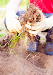 Farmer planting harvesting organic vegetables in the urban farm