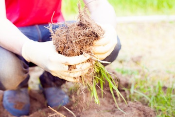 Farmer planting harvesting organic vegetables in the urban farm