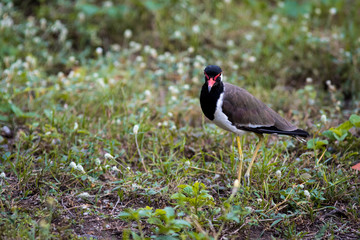 Red-wattled Lapwing