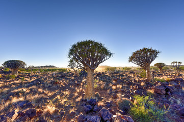 Quiver Tree Forest - Nambia