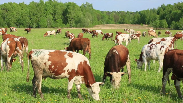 A herd of dairy cows grazing on a green meadow in summer.
