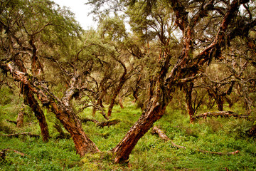 Polylepis andean highland forest, Ecuador