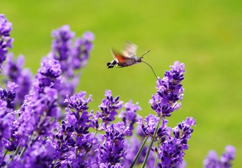flower and bee 