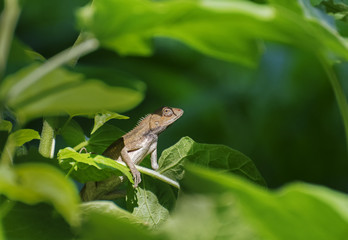 Indian gecko inside a bush looking out ,  Kolkata, India