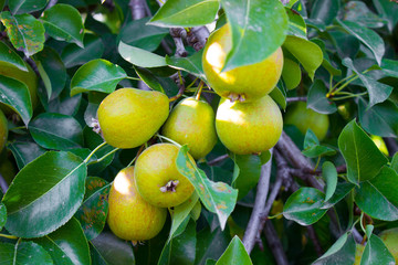 Груши на ветке