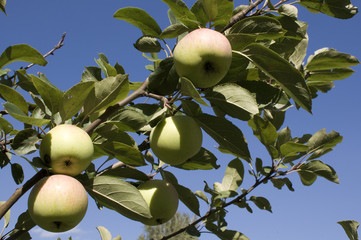 Apples on a branch