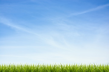 Fototapeta na wymiar Grass grass under blue sky and clouds