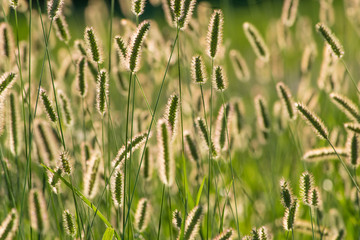 Spighe di campo in controluce
