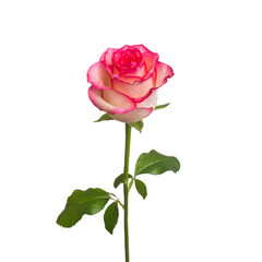 single beautiful rose isolate