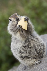 Gopher eating a piece of cheese