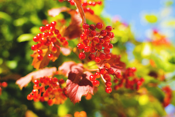 Autumn berry guelder-rose