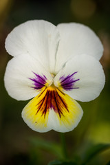 Fototapeta na wymiar white viola tricolor or heartsease flower in natural background