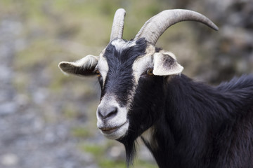 Portrait of a black goat