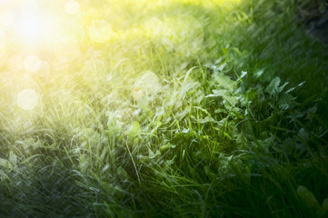 a bright green grass, with sunlight, natural background, close up
