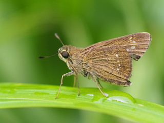 closeup animal and green leaf background