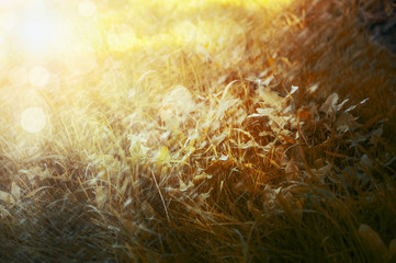 yellow autumn grass with sunlight, natural background,close up