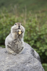 Gopher eating a piece of cheese