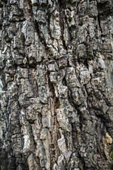 The dried bark