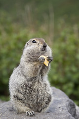Gopher eating a piece of cheese