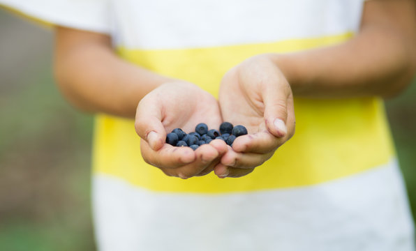 Close-up image of freshly picked wild blueberries in child’s hands. Boy’s fingers slightly stained blue from picking organic blueberries in summer forest. Kid holding a bunch of ripe berries.