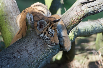 Siberian Tiger Cub(Panthera Tigris Altaica)/Siberian Tiger Cub resting on fallen tree in dark forest