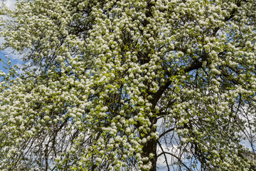 Pear tree during flowering. The tree fills the frame.
