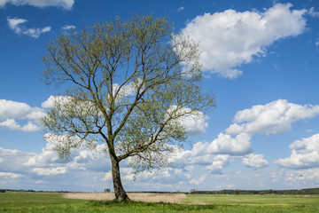 Fototapeta na wymiar Lonely tree against a blue sky, space for text. 