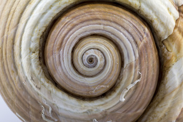 great skeleton of sea shell - macro