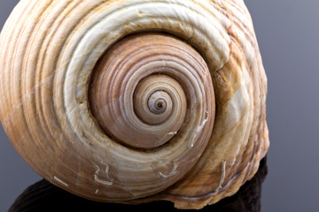 great skeleton of sea shell on dark background - macro